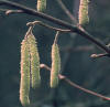Corylus avellana, es el avellano. Planta Coriptala del orden Fagales, de la familia Betulaceae.