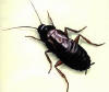 Las cucarachas pertenecen al orden Orthoptera. Son Blatoideos