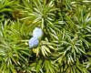 Juniperus communis, es el enebro. De sus estrbilos azules se extrae la ginebra. Es una confera de la familia Cupresaceae.