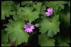 El geranio es una planta Coriptala de la familia Geraniaceae.