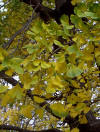 Ginkgo biloba es un rbol ornamental de hoja ancha, no aciculada. Adems, es un rbol de hoja caduca. Es una Ginkgoina que pertenece a la familia Ginkgoaceae.