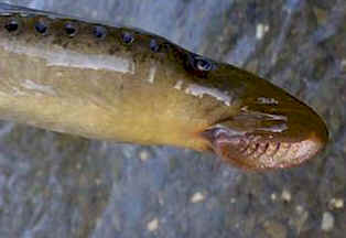Petromizon marinus es la lamprea marina. Pertenece a la clase Ciclóstomos. Observa la forma de embudo de su boca.