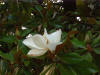 Magnolia grandiflora es una Coriptala del orden Ranales, de la familia Magnoliaceae. Imagen: De Mier y Leva.