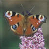 Las mariposas pertenecen al orden Lepidoptera.