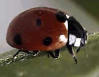 La mariquita pertenece al orden Coleoptera.