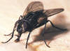 Las moscas presentan dos alas. Son del orden Diptera.