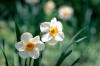 El narciso es una planta Liliflora, de la familia Amarilidaceae