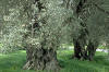 El olivo es una planta Simptala, del orden Concortas, de la familia Oleaceae