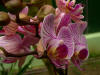 Las orqudeas son plantas Microspermas, de la familia Orchidaceae. Imagen: De Mier y Leva.