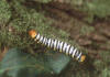 Los Lepidpteros (mariposas y polillas) presentan una fase de oruga.