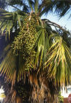 Las palmeras son plantas del orden Princesas, de la familia Palmaceae