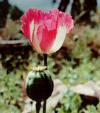 La amapola es una planta Coriptala del orden Readales, de la familia Papaveraceae.
