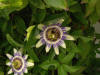 La flor de la Pasin es una planta Coriptala del orden Parietales, de la familia Pasifloraceae. Imagen De Mier y Leva.