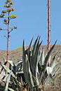 La Yucca es de la una planta Liliflora de la familia Liliaceae