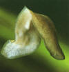 Planaria, gusano plano que vive de forma libre