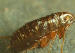 Las pulgas no presentan alas. Son del orden Siphonaptera