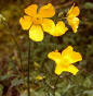 El Botn de Oro es una planta Coriptala del orden Ranales, de la familia Ranunculaceae