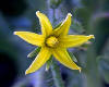 Lycopersicum sculentum, el tomate, es una planta Simptala, tubiflora,  de la familia Solanacea.
