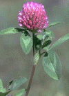El trebol es una planta Coriptala del orden Rosales, de la familia de las Leguminosas.