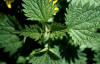 La ortiga es una planta Coriptala, de la familia Urticaceae