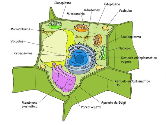"Célula Eucariota Vegetal"
