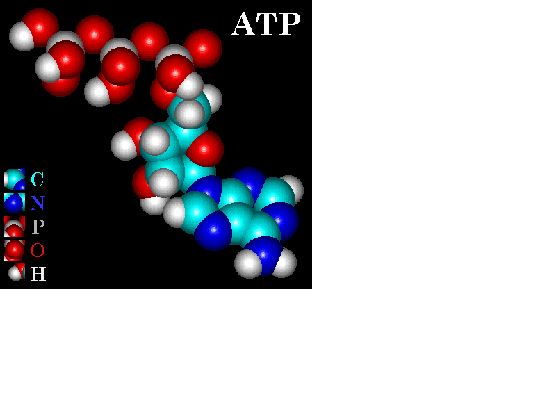 "Modelo de ATP"