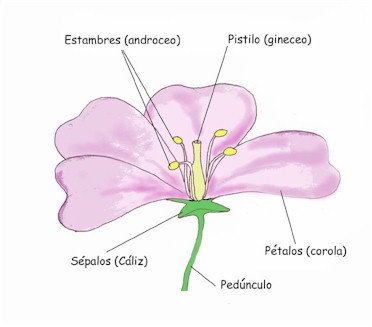 "Flor hermafrodita"