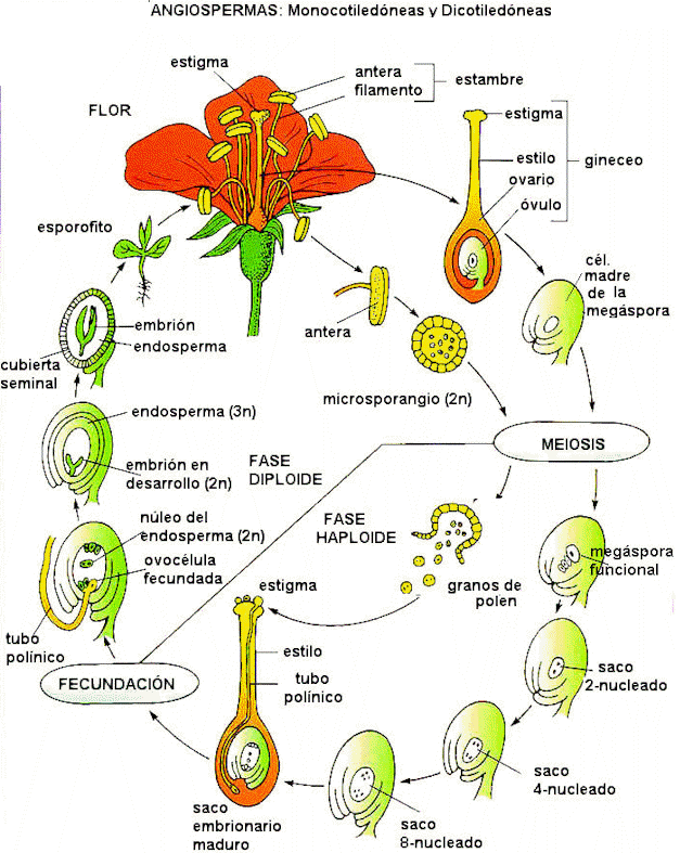 "Ciclo de angiospermas"