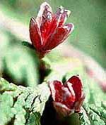 "Flor de Tuja (Gimnosperma)"