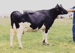 vaca-1.gif
