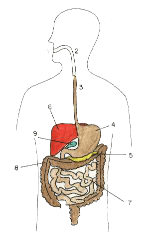 ACTIVIDAD 14: Aparato Digestivo humanoMira el dibujo y señala cada una de  las partes de la anatomía del aparato digestivo humano.
