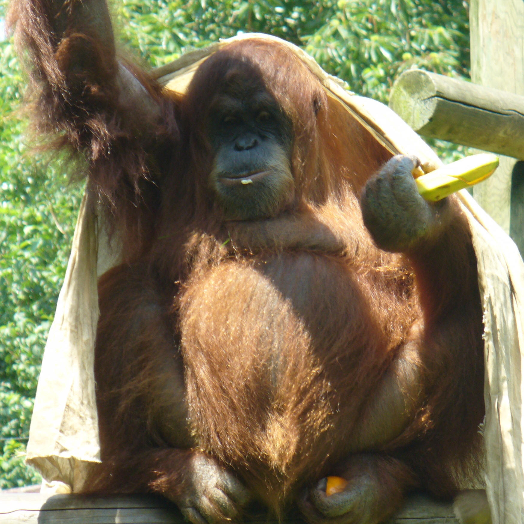 Orangután curioso.