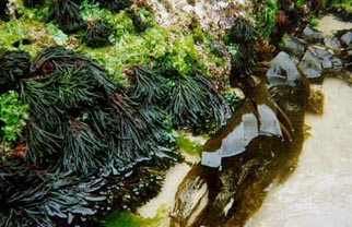 "Las algas presentan una reproducción muy variada"
