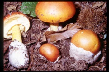 Setas de Amanita cesarea en diversos estados de desarrollo, tras la unión de hifas. Tomada de www.funghiitaliani.it."