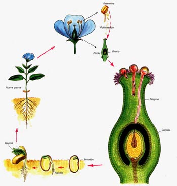 "Ciclo de una planta con flores. Adaptada de Ediciones SENAE, S.A."