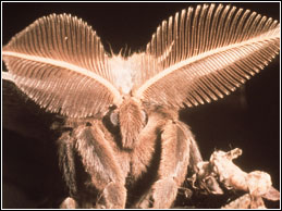 Las mariposas nocturnas son capaces de detectar molculas aisladas con sus antenas, para encontrarse incluso a kilmetros de distancia. Tomada de www.ntnu.no