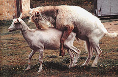 "Cabras copulando; sin reproducción no hay especies. Tomada de www.puc.cl"