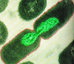 "Bipartición de una célula bacteriana. Tomada de biology.kenyon.edu"