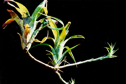 "Tres plantas jóvenes separadas por estolones. Tomada de www.charlies-web.com "