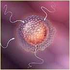 "Espermatozoides y óvulos durante la fecundación interna"