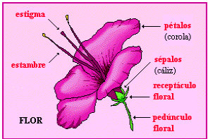 "Partes de una flor de Angiosperma. Tomada de www.escolar.com"