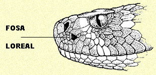 "La fosa Loreal es una pequeña depresión de la cara de las serpientes con las que detectan el calor de sus presas. Tomada de psyserver.pc.rhul.ac.uk