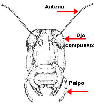 "Cabeza de saltamontes con palpos y antenas, órganos de los sentidos en insectos. Tomada de www.dddi.org"