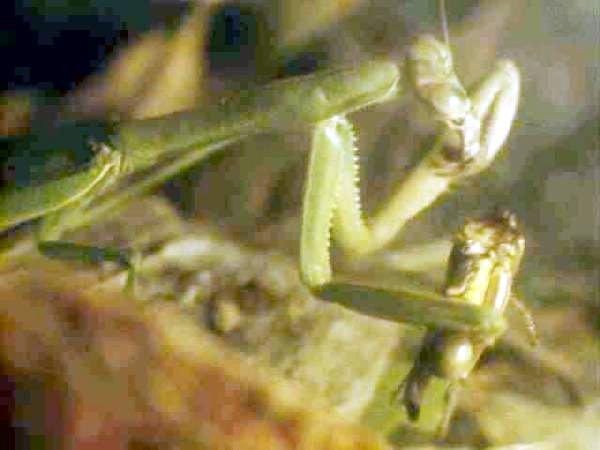 ""Mantis religiosa devorando a un insecto: sin nutrición no hay vida. Tomada de jajhs.kana.k12.wv.us"
