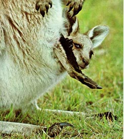 "En esta imagen se ve a una cría de canguro metida en el marsupio de su madre. Tomada de shamus.250x.com"