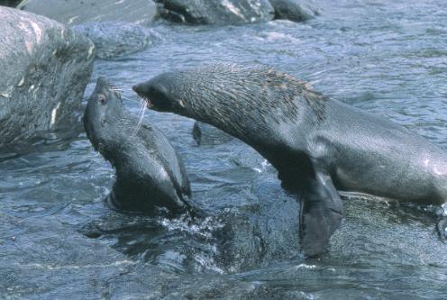 "Macho y hembra de foca. Tomada de www.coolantarctica.com"