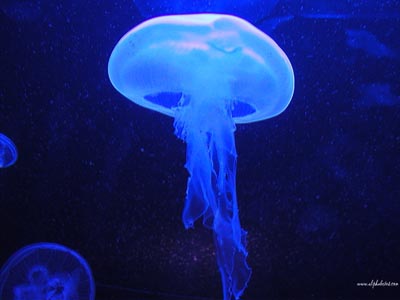 Algunas medusas constituyen la parte sexual de un ciclo alternante. Tomada de membres.lycos.fr/yakadmirer