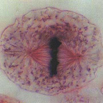 "Célula animal en mitosis. La mitosis es un mecanismo que utilizan todos los seres vivos. Tomada de www.bioweb.uncc.edu"