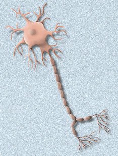"La neurona es la célula especializada del Sistema Nervioso y sólo existe en animales. Tomada de eva.univ-tlse1.fr/Eva/vie_artificielle"
