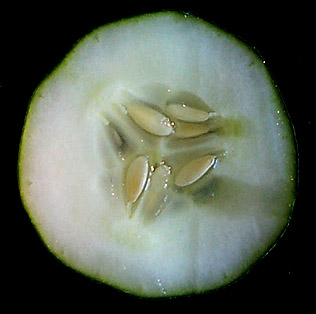 "Semillas en el interior de un pepino. Tomada de www.biology.iastate.edu"